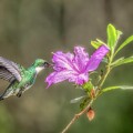 White-throated Hummingbird 2767 by Teresa Wilson
