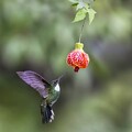 White-throated Hummingbird 5335 by Teresa Wilson