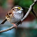 White Throated Sparrow Giving Me the Side-eye by Linda Stern