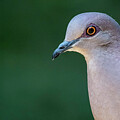 White-tipped Dove by Frank Madia