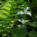 White Trillium with Fern Photograph by Flinn Hackett White Trillium with Fern Photograph by Flinn Hackett
