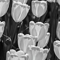 White Tulips by Kathi Isserman