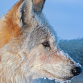 White Wolf Profile- 540F Photograph by Mark Miller White Wolf Profile- 540F Photograph by Mark Miller