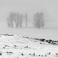 Whiteout Photograph by DB Hayes Whiteout Photograph by DB Hayes