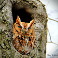 Whooo are You Photograph by Mary Walchuck Whooo are You Photograph by Mary Walchuck