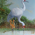 Whooping Cranes by Barry Kent MacKay