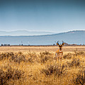 Who's Watching Who Photograph by Lou Novick