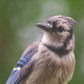 Wide-Eyed Blue Jay by Chris Scroggins