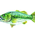 Large Mouth Bass by Luisa Millicent Large Mouth Bass by Luisa Millicent