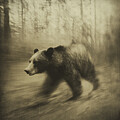 Wild Bear on the Move DBY 72 by Yo Pedro