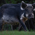 Wild Boar 2 Photograph by Larry Marshall Wild Boar 2 Photograph by Larry Marshall