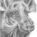 Wild boar, animal portrait by Adriana Mueller