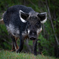 Wild Boar Photograph by Larry Marshall Wild Boar Photograph by Larry Marshall