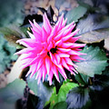 Wild Dahlia Retro by Mars Besso