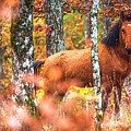 Wild Photograph by Evgeni Dinev Wild Photograph by Evgeni Dinev