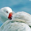 Wild Geese 21 Digital Art by Kevin Chippindall Wild Geese 21 Digital Art by Kevin Chippindall