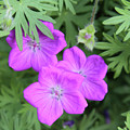 Wild Geraniums Photograph by Bob Falcone Wild Geraniums Photograph by Bob Falcone