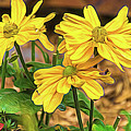 Wild Golden Glow Coneflower Painterly Photograph by Debra Martz Wild Golden Glow Coneflower Painterly Photograph by Debra Martz