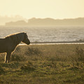 Wild horse during a beautiful sunrise by Anges Van der Logt