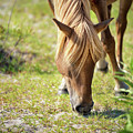 Wild Horse - Flaxen Chestnut Photograph by Rehna George Wild Horse - Flaxen Chestnut Photograph by Rehna George