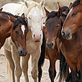 Wild Horse Huddle Photograph by Wesley Aston Wild Horse Huddle Photograph by Wesley Aston