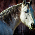 Wild Horse No. 1 Photograph by Craig J Satterlee Wild Horse No. 1 Photograph by Craig J Satterlee