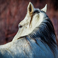 Wild Horse No. 3 Photograph by Craig J Satterlee Wild Horse No. 3 Photograph by Craig J Satterlee