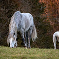 Wild horses at Sunset by Mindy Musick King