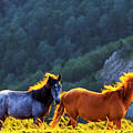 Wild Horses Photograph by Evgeni Dinev Wild Horses Photograph by Evgeni Dinev