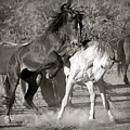 WIld Horses Sparring by Martin Konopacki