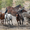 Wild Horses Utah Photograph by Wesley Aston Wild Horses Utah Photograph by Wesley Aston