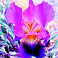 Wild Iris Heart by Mars Besso