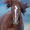 Wild Mane. by Paul Martin