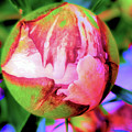 Wild Mars Peony by Mars Besso