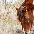 Wild Pinto - Spotted Horse Photograph by Rehna George Wild Pinto - Spotted Horse Photograph by Rehna George