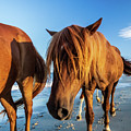 Wild Pony Head Shot Assateague Island Photograph by Louis Dallara Wild Pony Head Shot Assateague Island Photograph by Louis Dallara