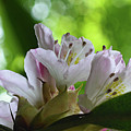 Wild Rhododendron Photograph by Tana Reiff