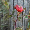 Wild Rose Hips And Fence Post Photograph by Karen Rispin Wild Rose Hips And Fence Post Photograph by Karen Rispin