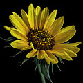 Wild Sunflower Photograph by Endre Balogh Wild Sunflower Photograph by Endre Balogh
