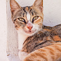 Wild Tabby Cat, Fira, Santorini, Greece Photograph by Neale And Judith Clark Wild Tabby Cat, Fira, Santorini, Greece Photograph by Neale And Judith Clark