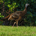 Wild Turkey Photograph by Larry Marshall Wild Turkey Photograph by Larry Marshall
