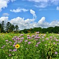 Wildflower Glory Photograph by Sarah Lilja Wildflower Glory Photograph by Sarah Lilja