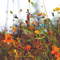 Wildflower Medley Photograph by Go and Flow Photos Wildflower Medley Photograph by Go and Flow Photos