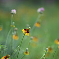 Wildflower Reverie - Focused Grace in the Texas Meadow by Brigitte Blanchette Thompson