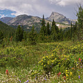 Wildflowers and the Sawtooth Photograph by Aaron Spong Wildflowers and the Sawtooth Photograph by Aaron Spong