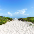 Wildflowers Beach Path Through the Dunes Photograph by Bee Creek Photography - Tod and Cynthia Wildflowers Beach Path Through the Dunes Photograph by Bee Creek Photography - Tod and Cynthia