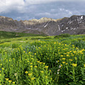 Wildflowers in Mayflower Gulch Photograph by Aaron Spong Wildflowers in Mayflower Gulch Photograph by Aaron Spong