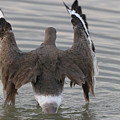 Willet's Impressive Wings Photograph by Mingming Jiang Willet's Impressive Wings Photograph by Mingming Jiang