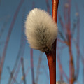 Willow Catkin Photograph by Karen Rispin Willow Catkin Photograph by Karen Rispin