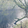 Willow tree overhanging the river on a misty day Photograph by Anita Nicholson Willow tree overhanging the river on a misty day Photograph by Anita Nicholson